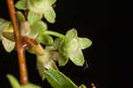 Thunberg's meadowsweet